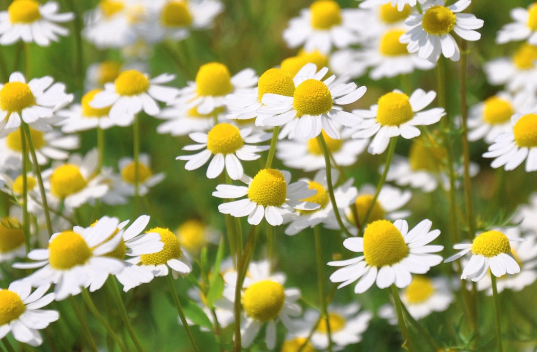 Exploring the Wonders of German Chamomile: A Natural Solution for Skin Wellness